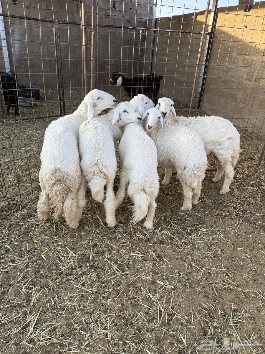 للبيع طليان حبص عمارها من 5 شهور إلى 664679548945793110