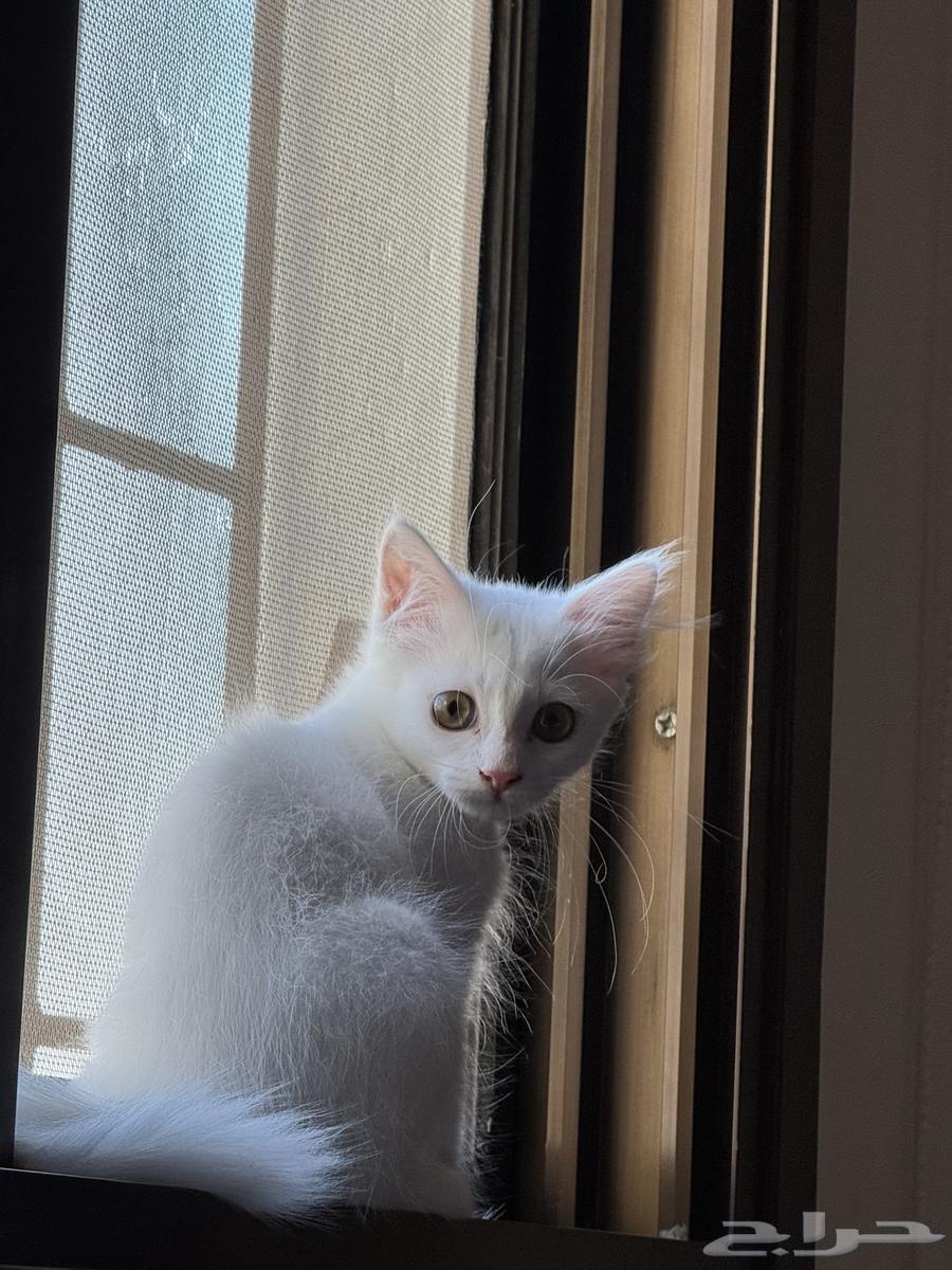قط انثى ابيض انجورا العمر 3 شهور64541393190147110