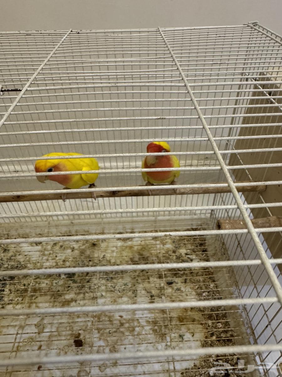 جوز روز لاتينو64679985775362110