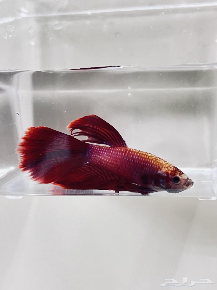 تم توفير اسماك بيتا جديده ذكور واناث64684223394819113