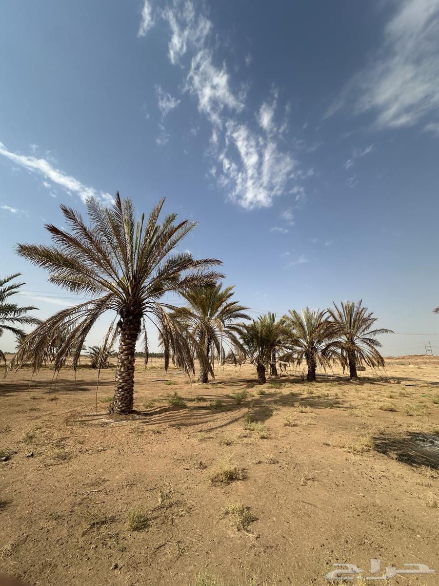 Assorted Date Palms for Sale64680461247363110