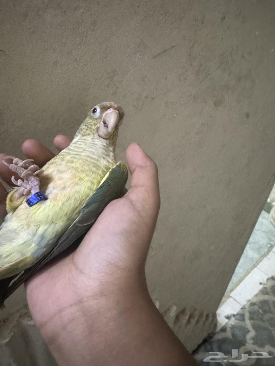 كنيور تركواز64567462029571113