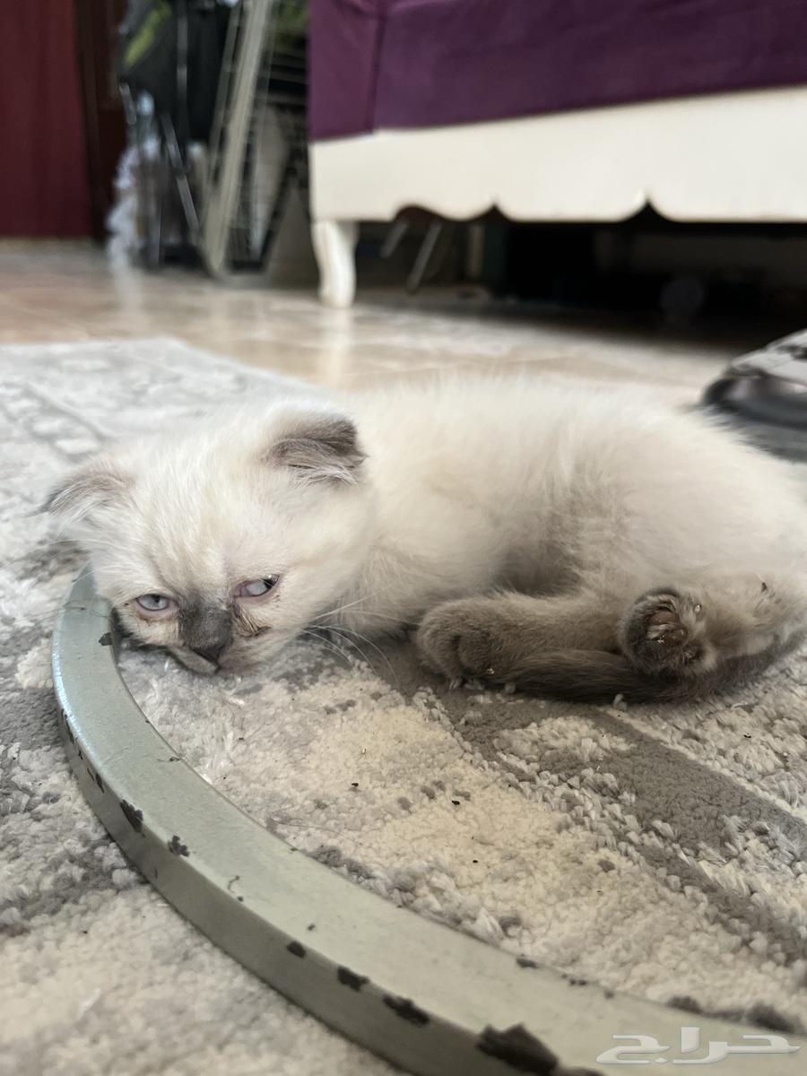 Bss64676706807042113