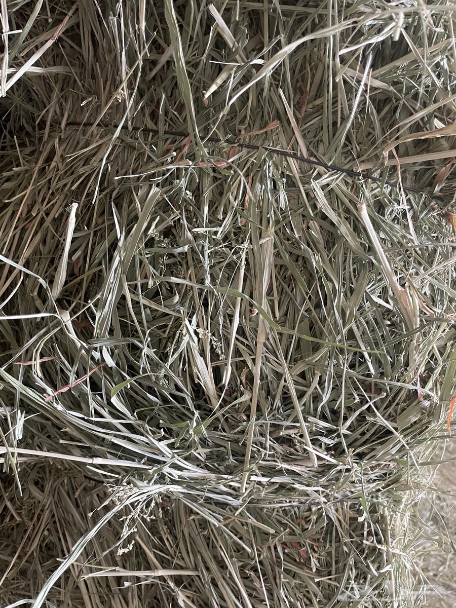 علف بلوبنك64687639212034114