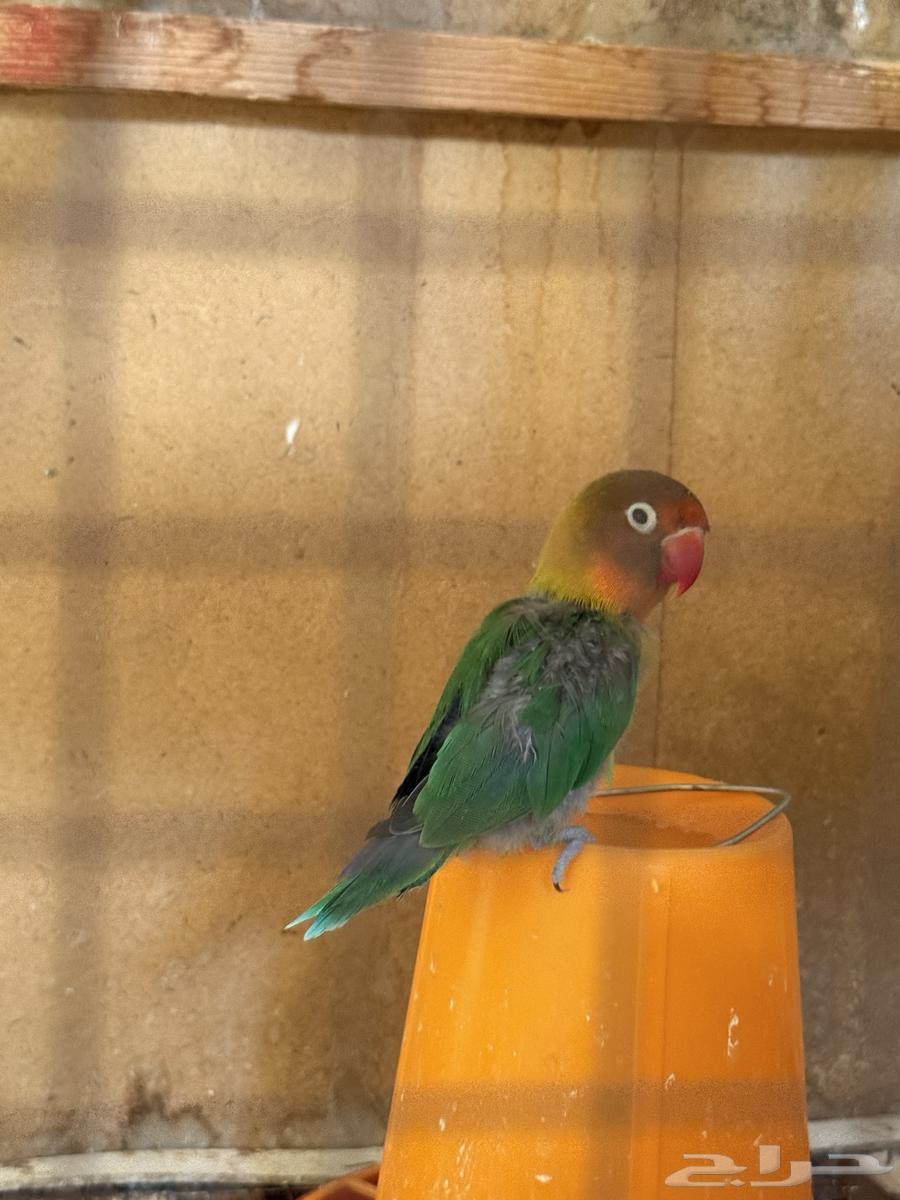 للبيع طيور روز64684145701122114