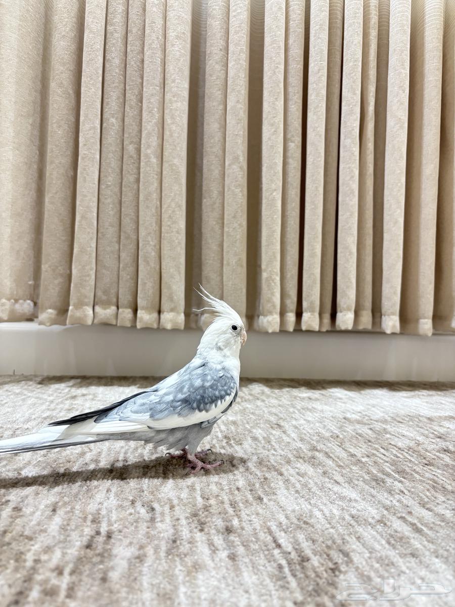 كروان الليف و متكلم ( تم البيع )64682471262977114