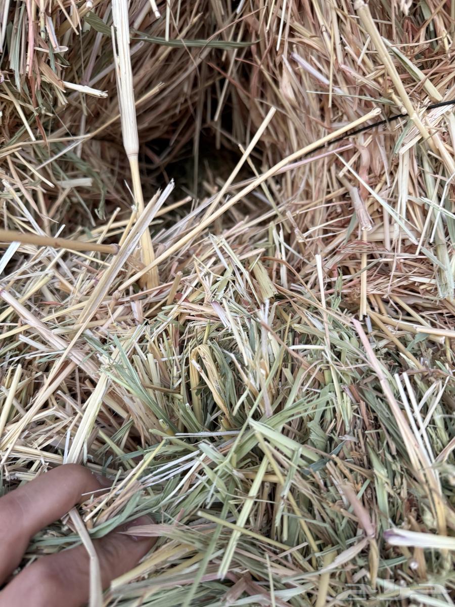 علف ذره ذرة فايبر أمريكي صافي64684903654274114