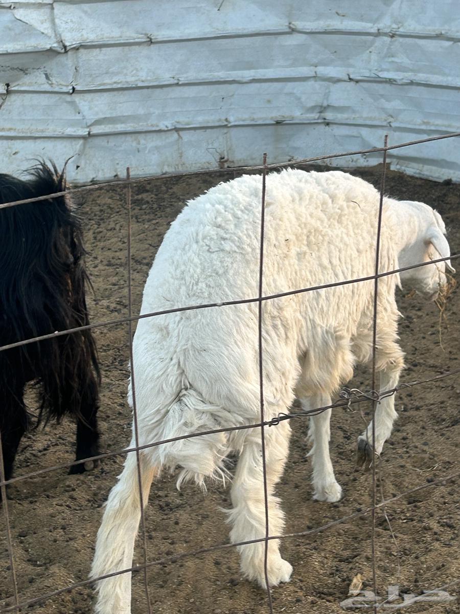 خروفين من المراح نظيفه وعلفها برسيم وشعير ماجاها ابر ولاغير64678426685442113