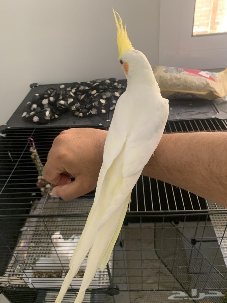 طير لاتينو 200 ريال64680349250049114