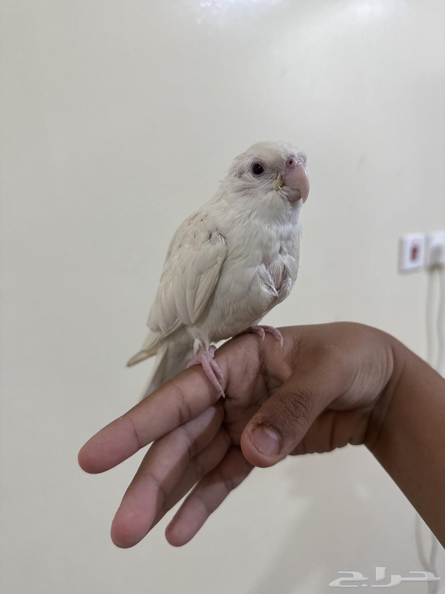 كروان البينو اليف (تم البيع خارج حراج الله يبارك له )64474514130307111