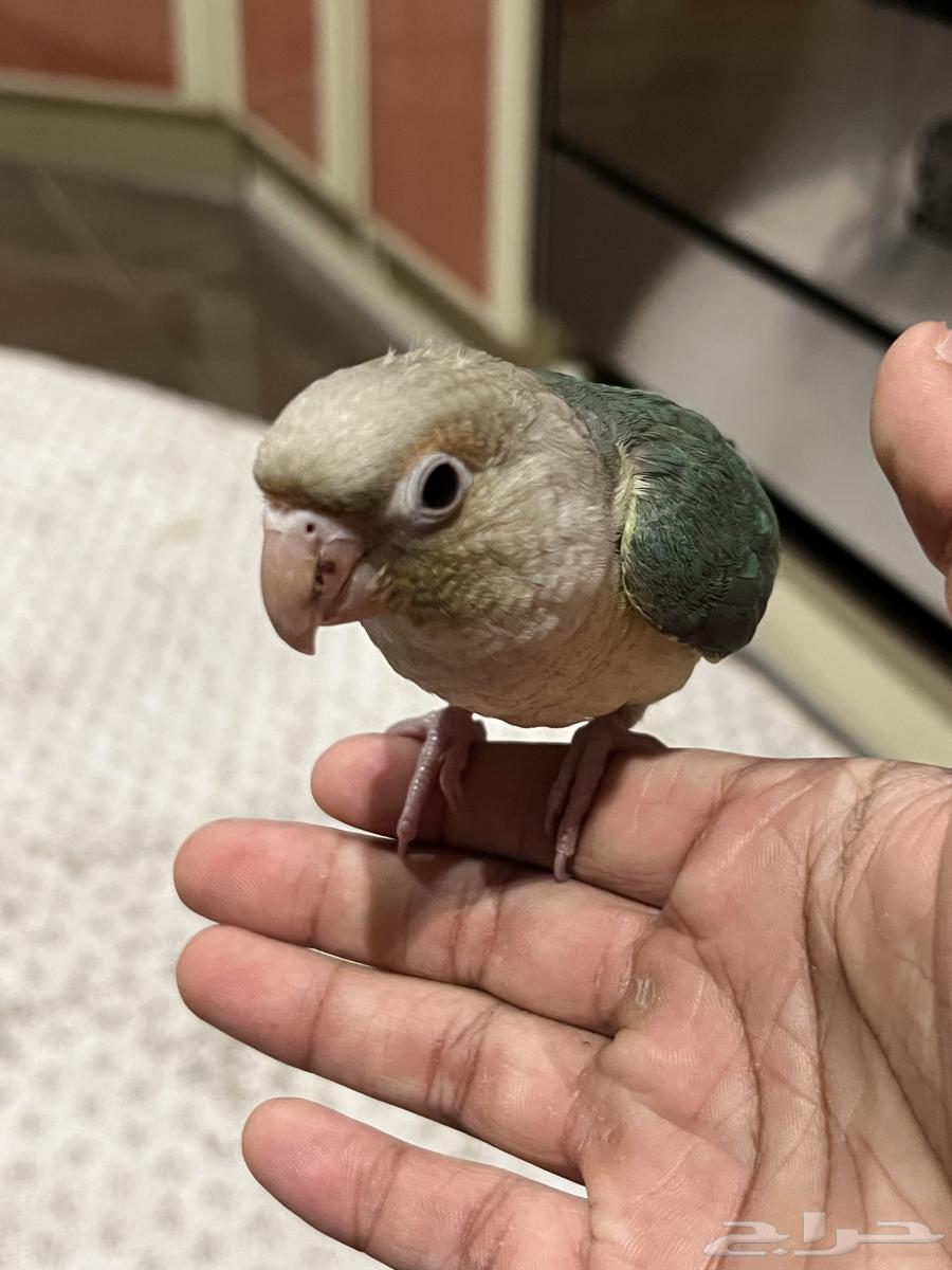 فرخ كنيور تركواز64423054473602114