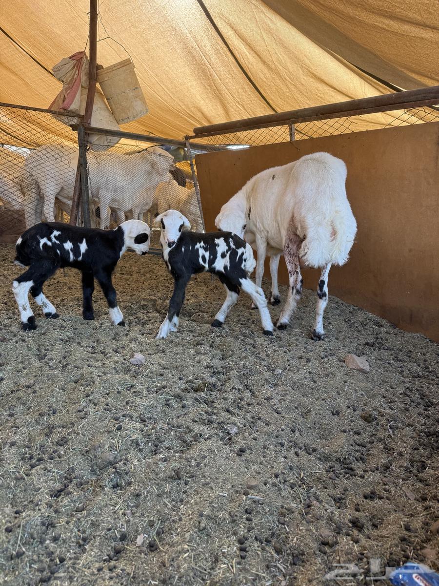 تم البيع الله يبارك لمن شراها وجري تحويل العمواله64676504094978111