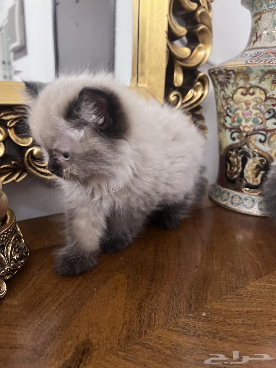 3 Himalayan Persian Kittens for Sale, Each Priced at 500 SAR64677023814659113
