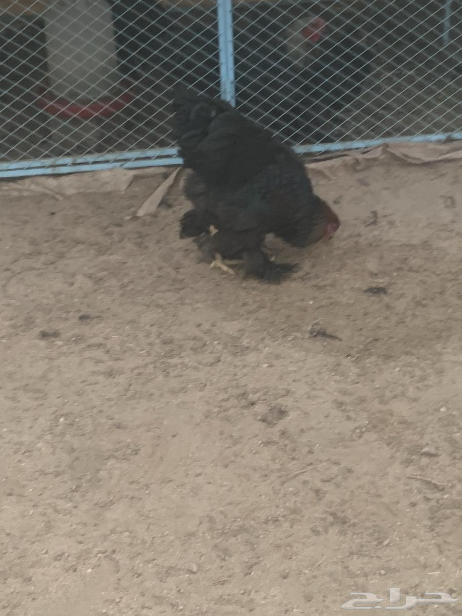 ديوك براهما64684800471555113