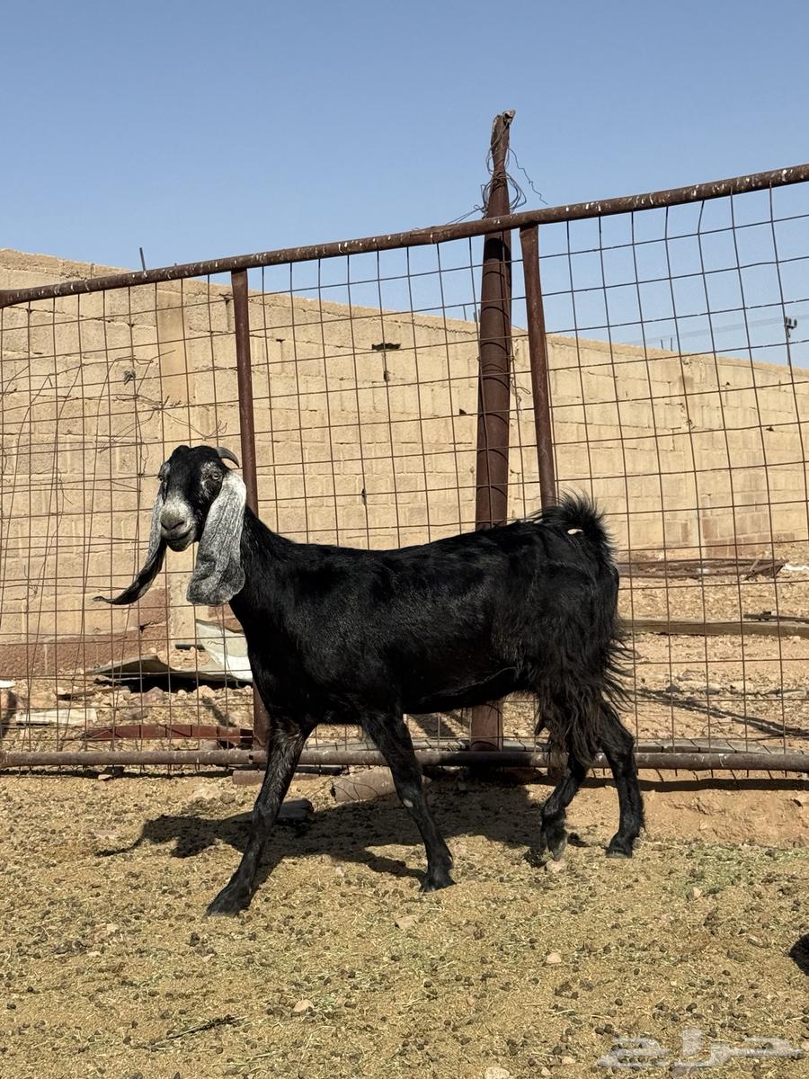 للبيع عنز عارضيه صنف مضرع64682419492227111