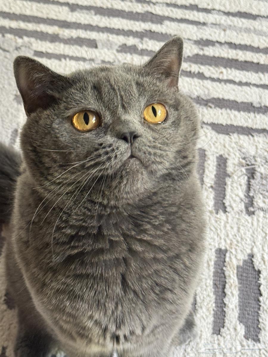 للبيع قط سكوتش بلو مستوى قوي64679299016450110