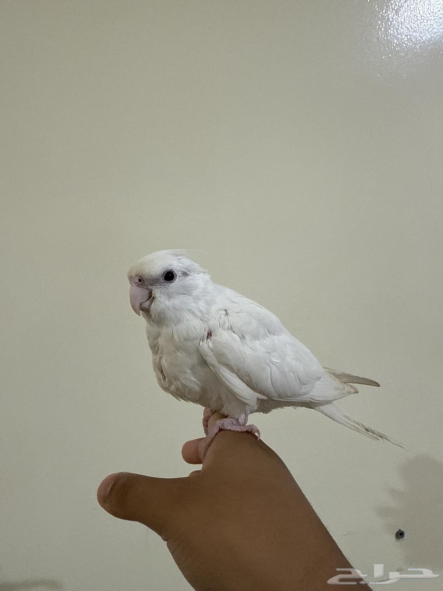 كروان البينو اليف (تم البيع خارج حراج الله يبارك له )64474514130307110