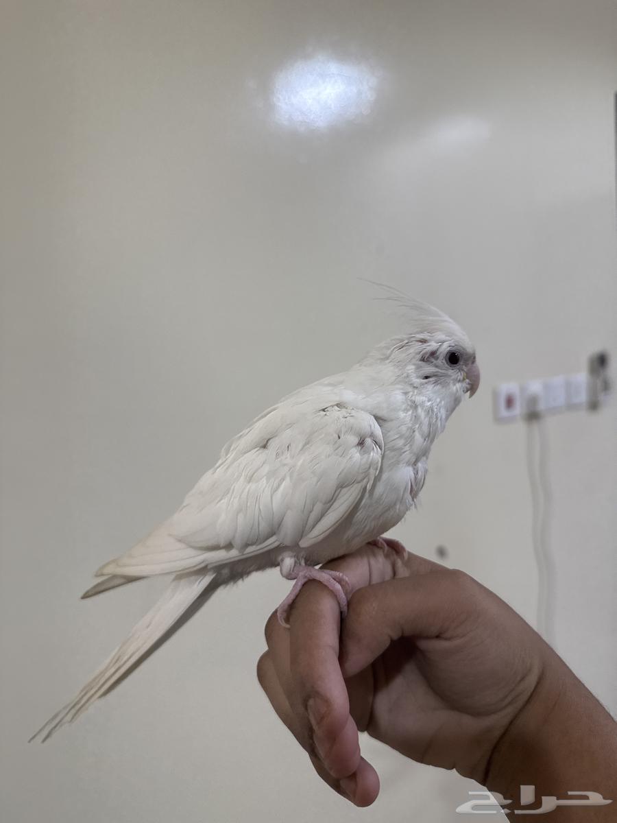 كروان البينو اليف (تم البيع خارج حراج الله يبارك له )64474514130307113