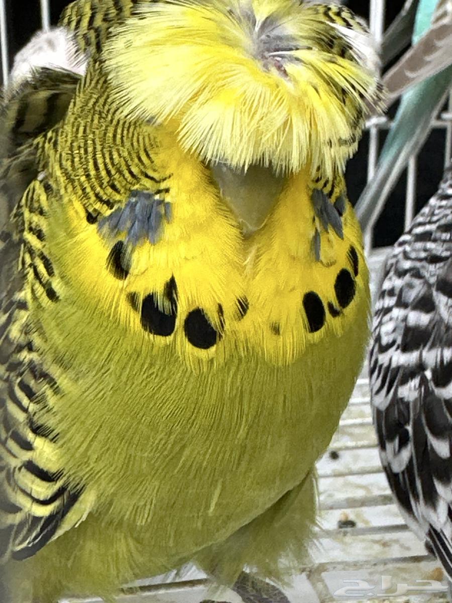 طيور حب للبيع64683079343105110