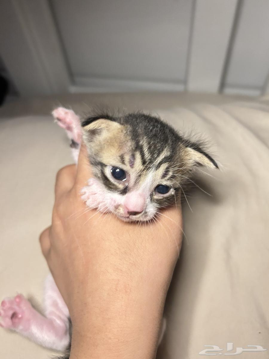 كتنز شيرازي للبيع64680598826625113