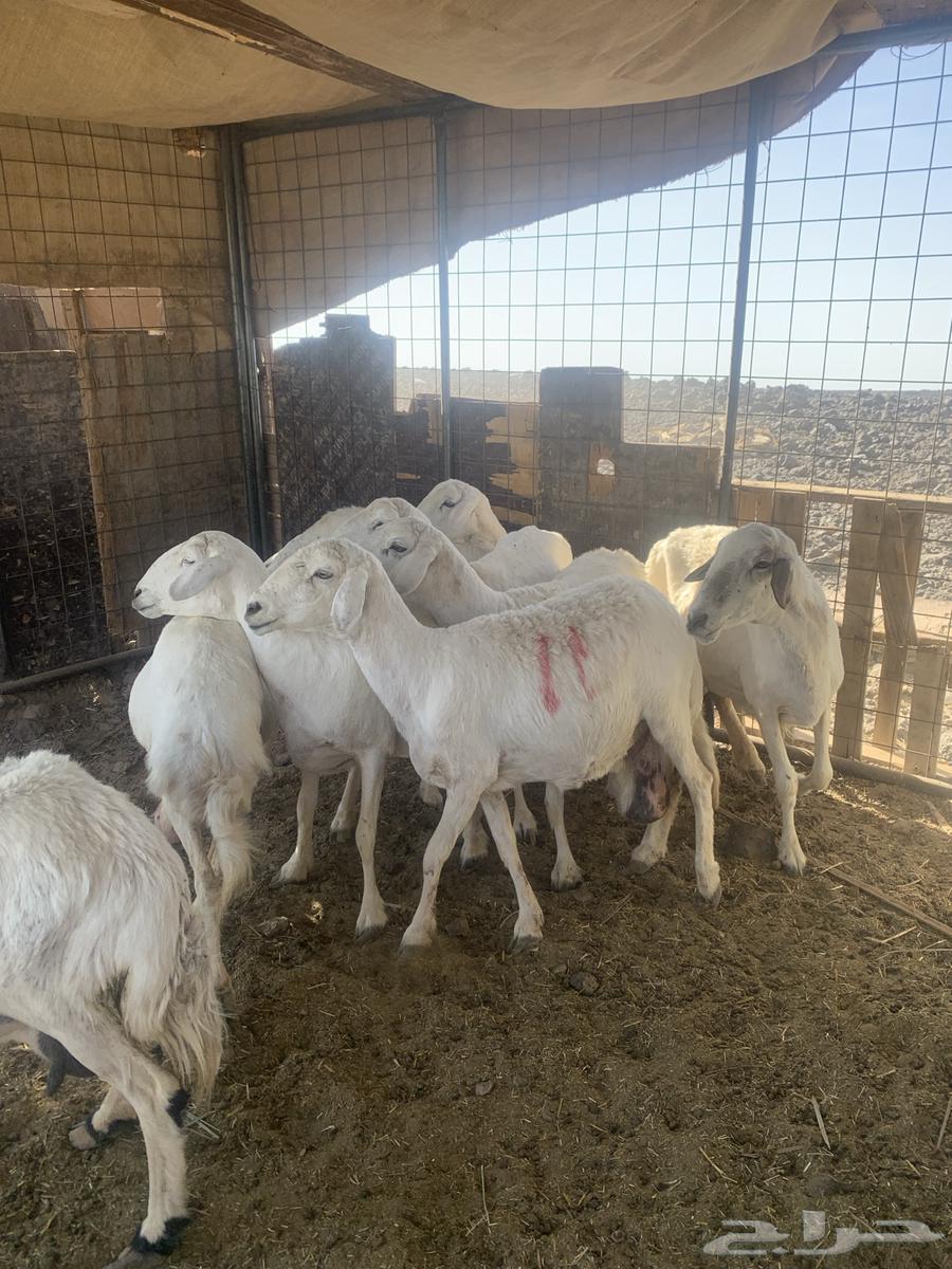 ضان ولد طيبه للبيع64678931978113112