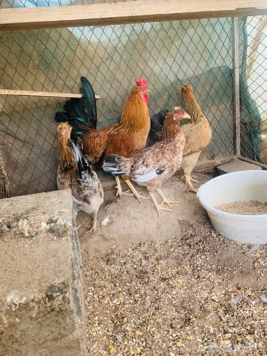 ديك وثلاث دجاج عربي افرق مقبع64680036157569113