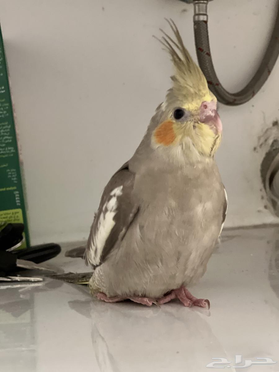 Ferakh Crowan for Sale – Urgent, 3 Months Old64679036958721112