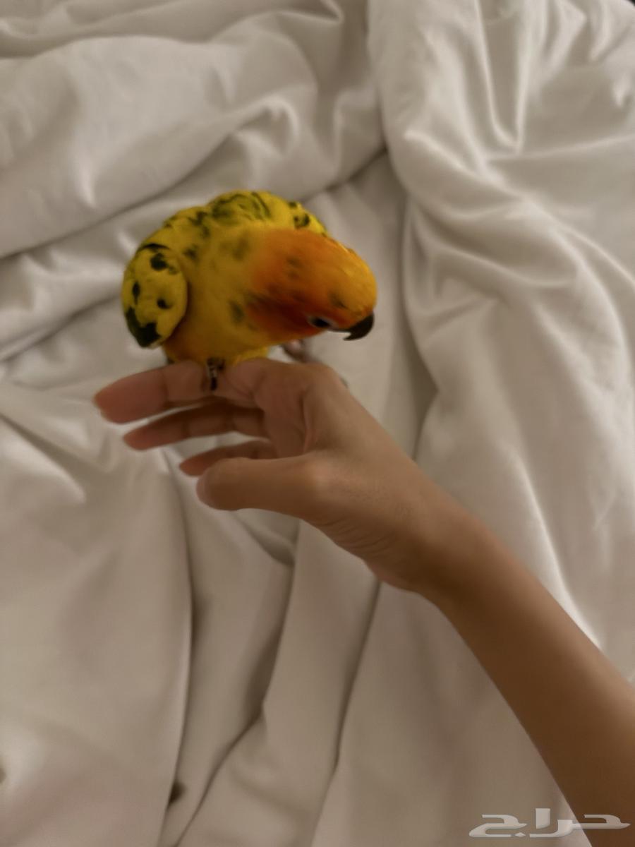 صن كنيور ذكر هدد واليف جدا السوم وصل 70064679349406979110