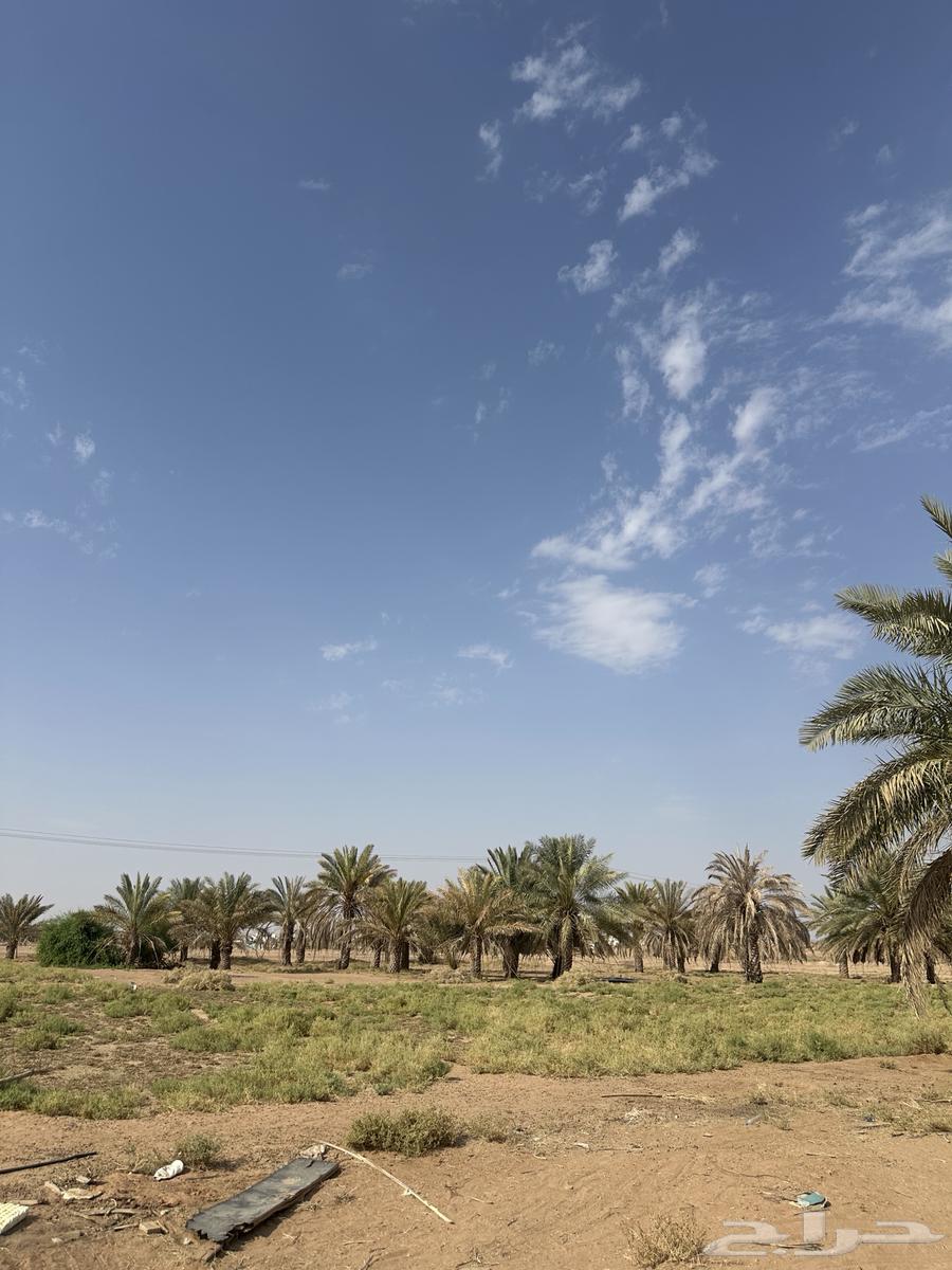 Assorted Date Palms for Sale64680461247363114