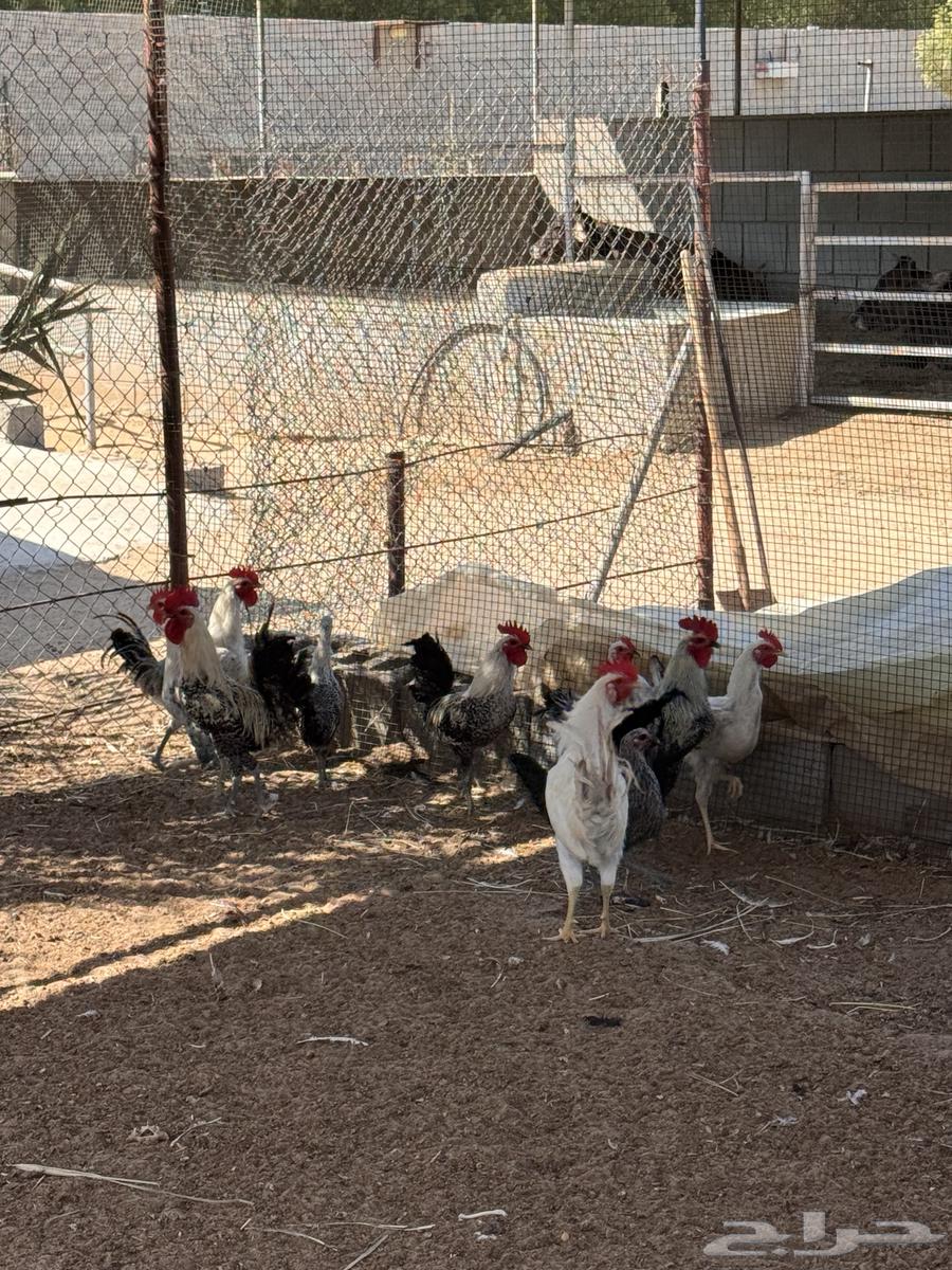 ديوك فقط للبيع64679024541442110