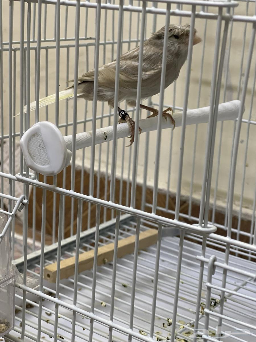 كناري كرست جاسب انتاج 25 انتاج محلي64680511297793110