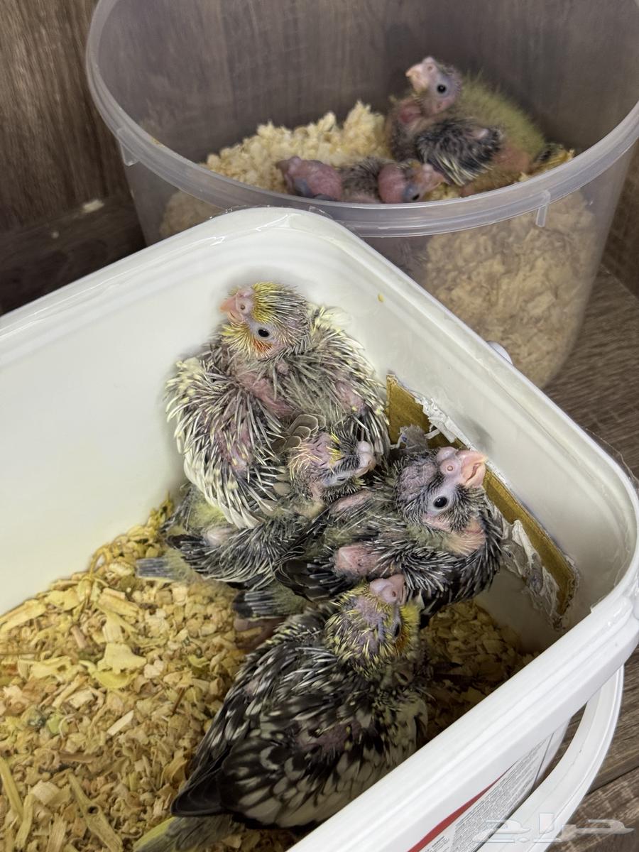 تم الييع64678099387011113