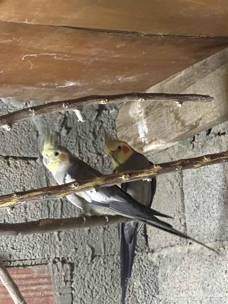 اربع ازواج كروان في بينو وفراشه ولاتينيو السعر 100 للواحد64677062010499112