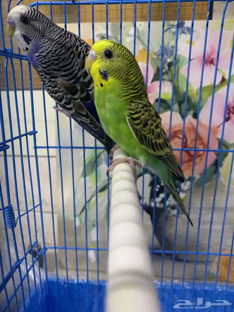 طيور حب64676592606465111