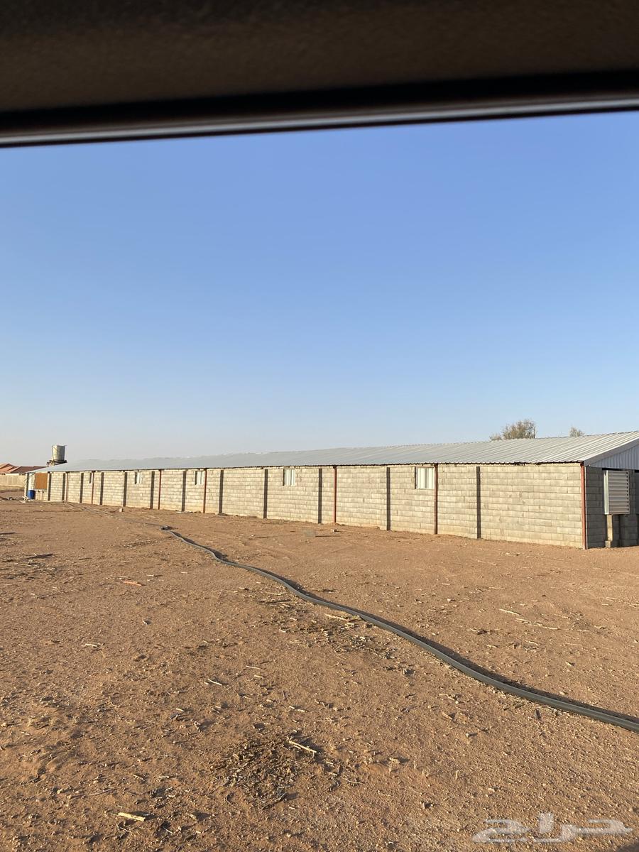 Poultry House (Enclosure) for Rent in Al-Qa'ed.64685531000450111