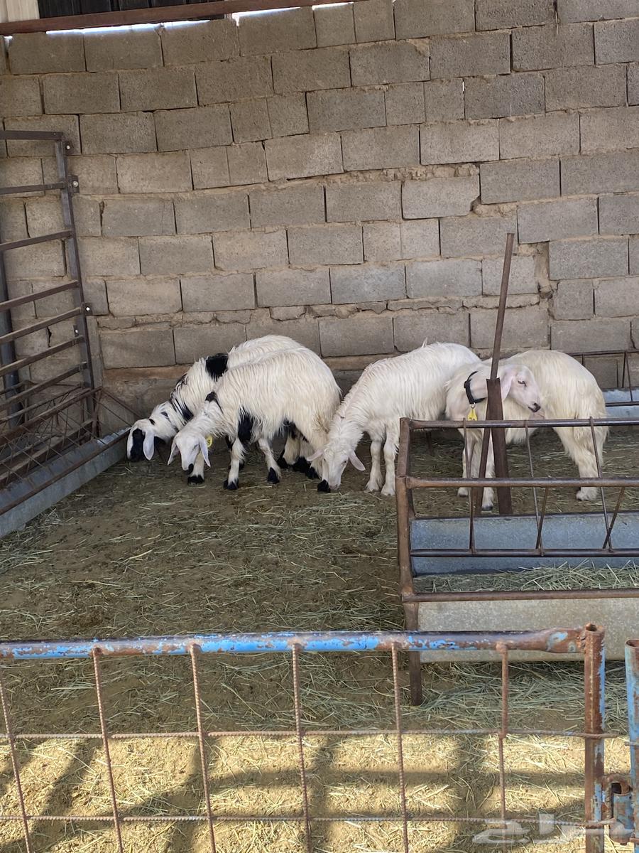 Sheep64682795879939110