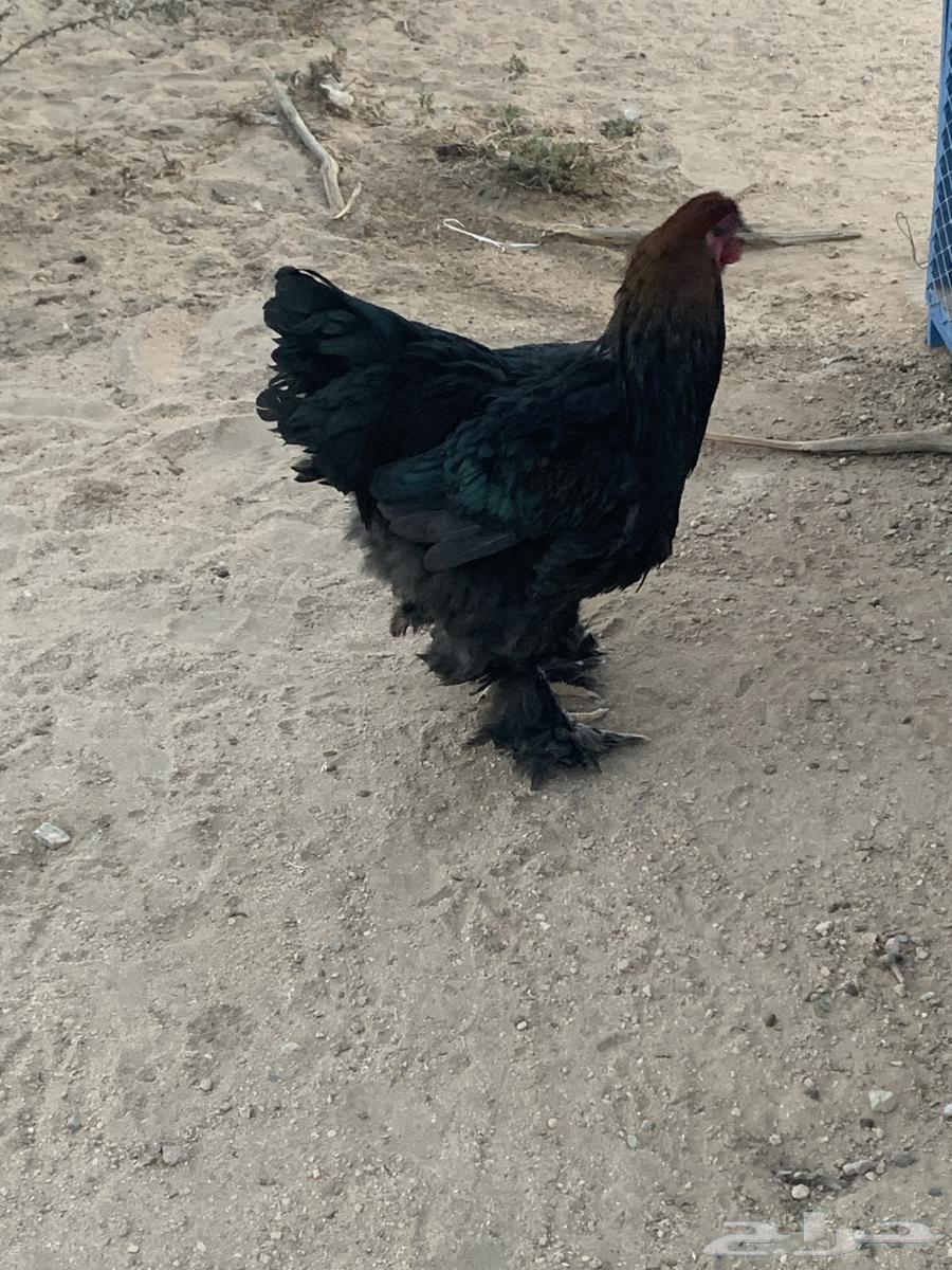 ديوك براهما64684800471555110