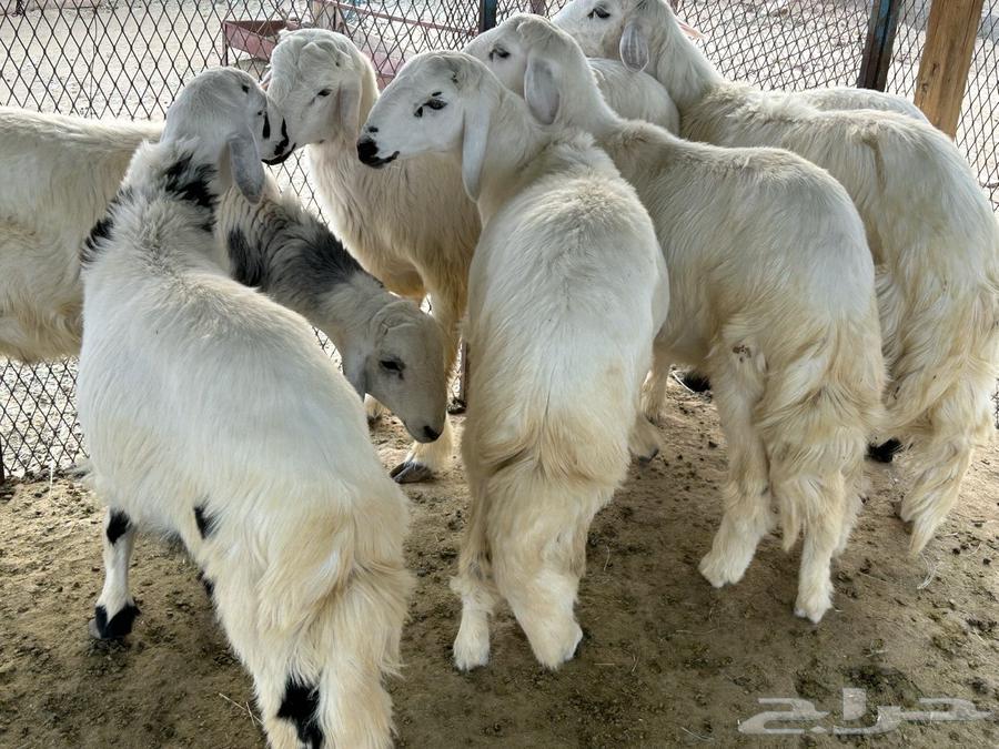 طليان للبيع64680361890434110