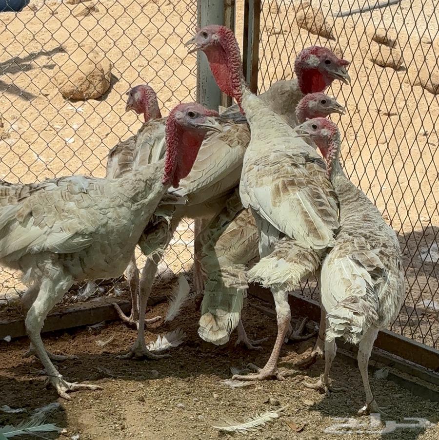 ديوك رومي64680261484929112