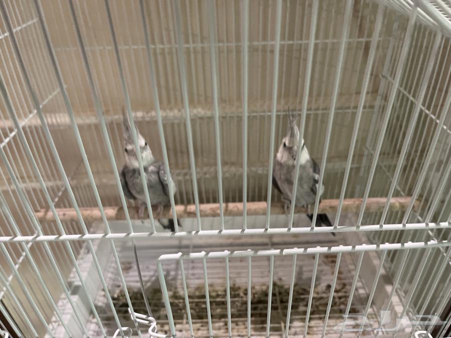 ذكور وايت فيس هولندي حجم وصحة64684249261697110