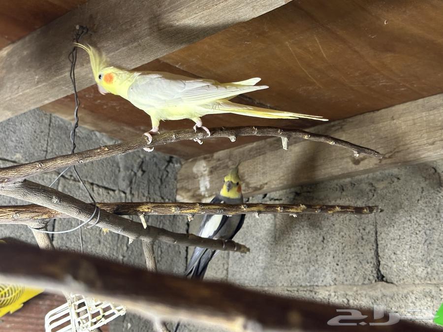 اربع ازواج كروان في بينو وفراشه ولاتينيو السعر 100 للواحد64677062010499113