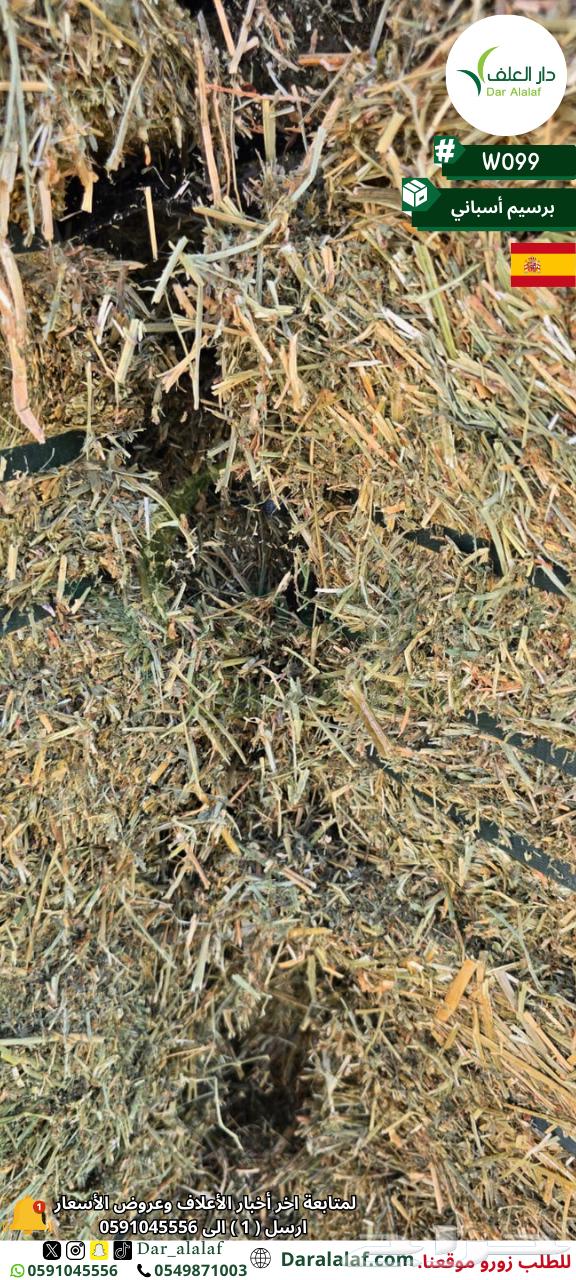 برسيم تبوك64679462456323112