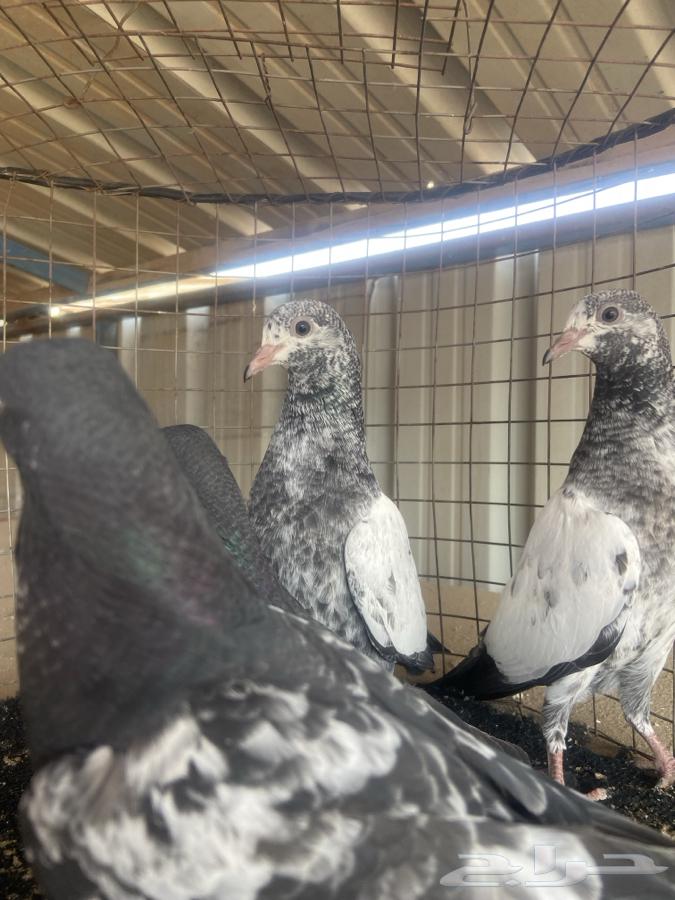 Teddy and Ram64683785649411113