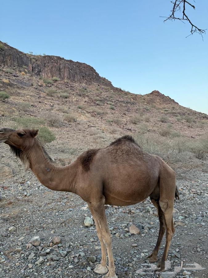 Camel for Sale and Pregnant Camel64682912048259113
