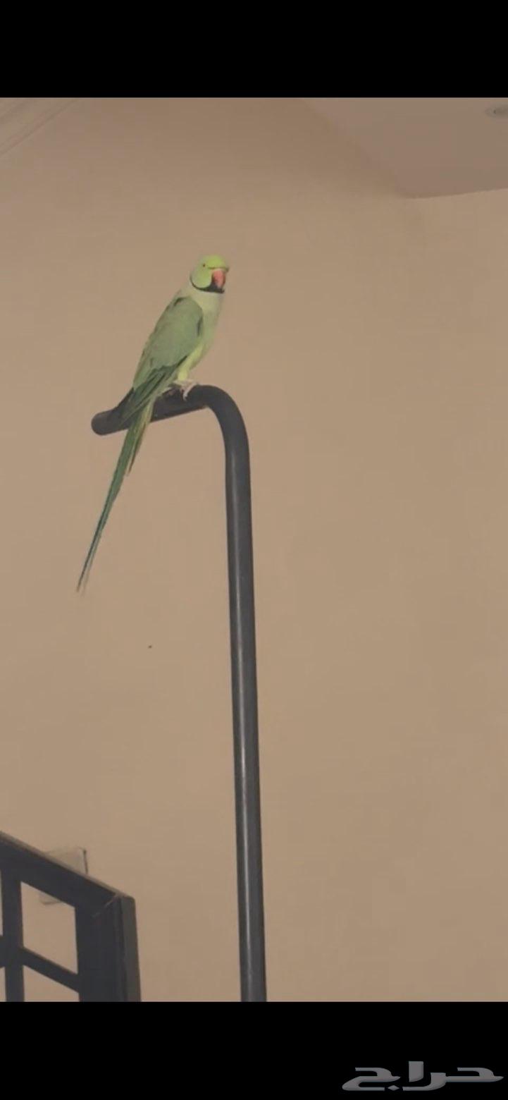 بغبغاء الدره64681628662914110