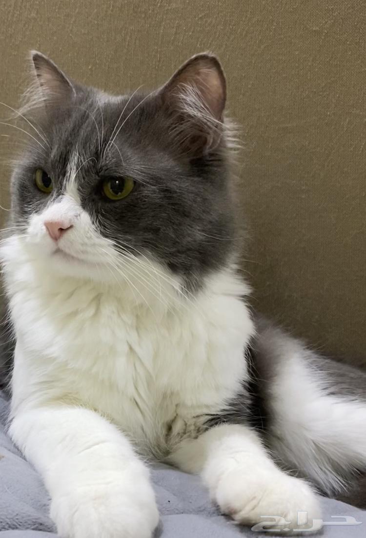 قط بيت اليف ولعوب للبيع64680561269507110