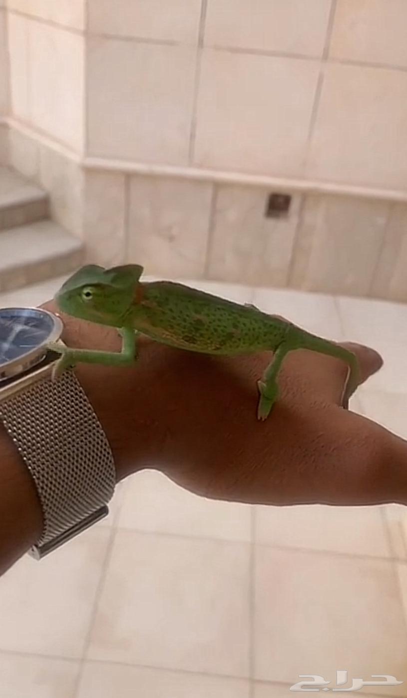 Chameleon64677438723075111