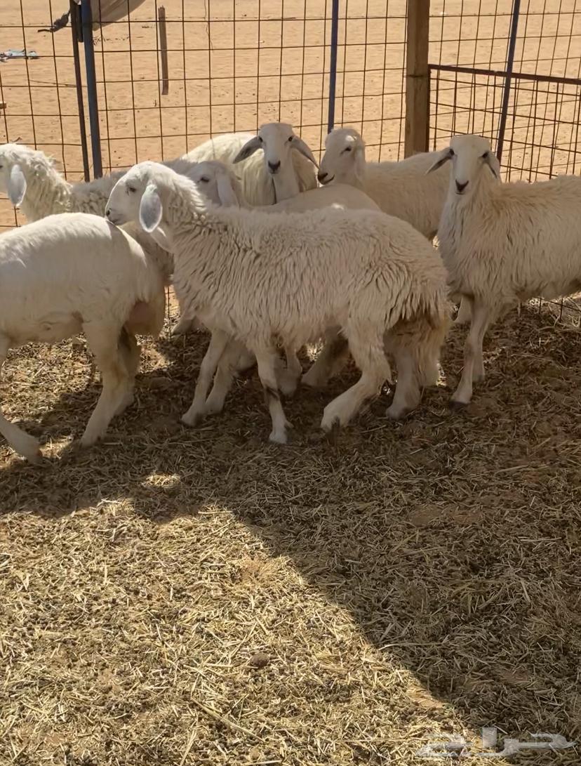 Rukhal Jutha'at64685569619587110