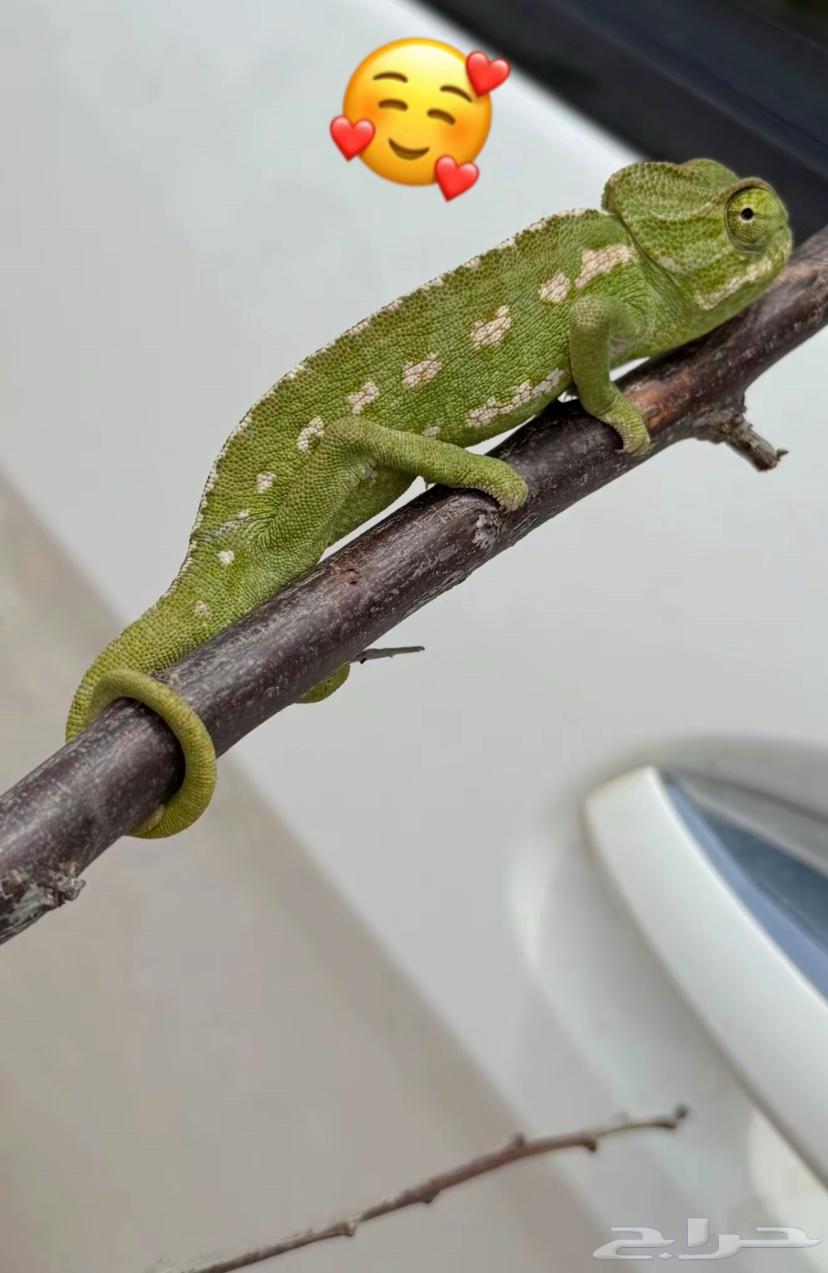 Chameleon64677438723075110