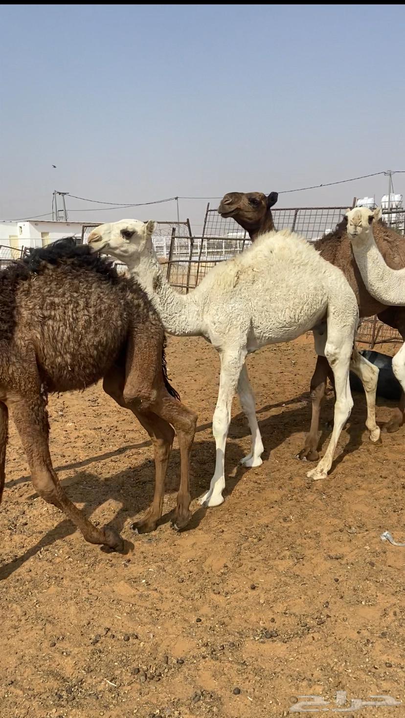 قعدان للبيع64678551499523110